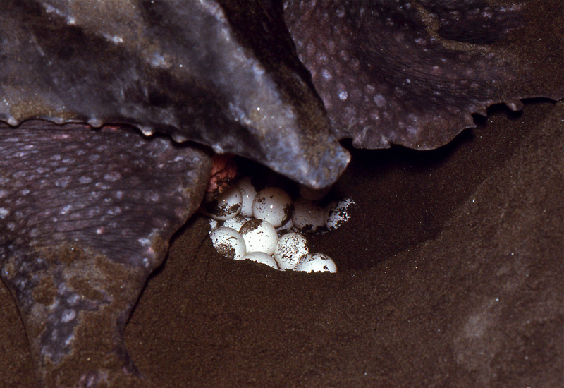 Leatherback Sea Turtle (Dermochelys coriacea) female covering its eggs . . . (24550717549).jpg