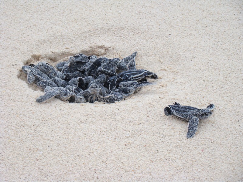 Loggerhead turtle eggs hatching at Eagle Beach Aruba.jpg