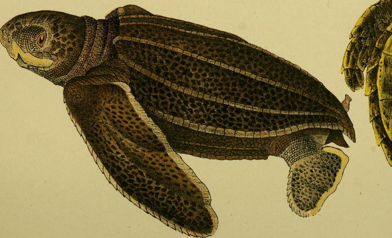Our reptiles and batrachians; a plain and easy account of the lizards, snakes, newts, toads, frogs and tortoises indigenous to Great Britain (1893) (14780857782).jpg