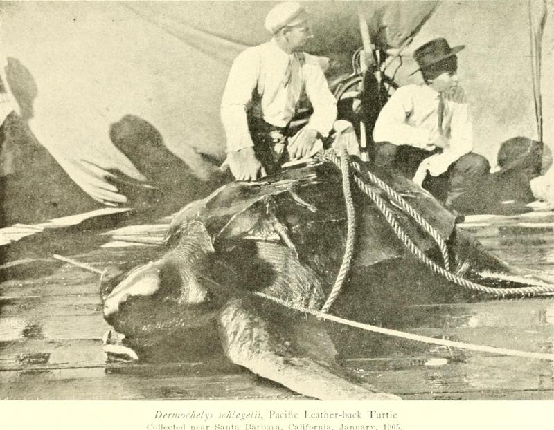 Men with Pacific Leatherback turtle 1905.jpg