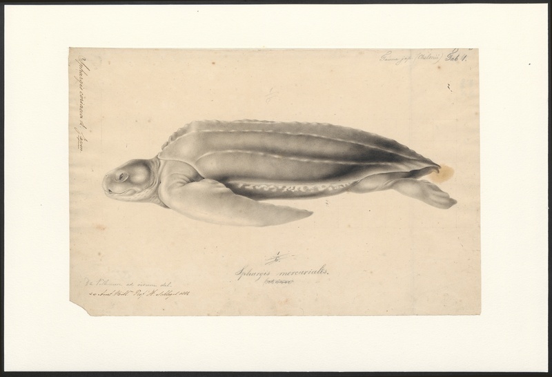 Sphargis coriacea - 1833-1850 - Print - Iconographia Zoologica - Special Collections University of Amsterdam - UBA01 IZA1000760.jpg
