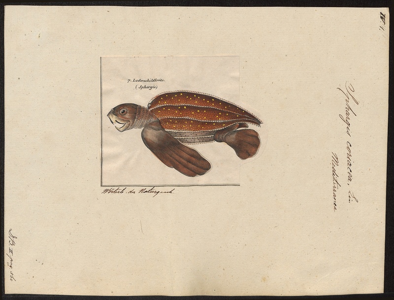 Sphargis coriacea - 1700-1880 - Print - Iconographia Zoologica - Special Collections University of Amsterdam - UBA01 IZ11600231.jpg
