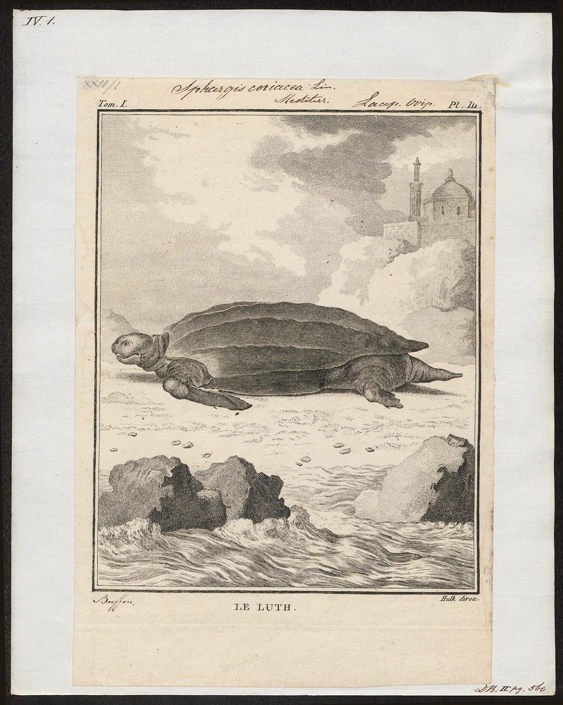 Sphargis coriacea - 1700-1880 - Print - Iconographia Zoologica - Special Collections University of Amsterdam - UBA01 IZ11600229.jpg