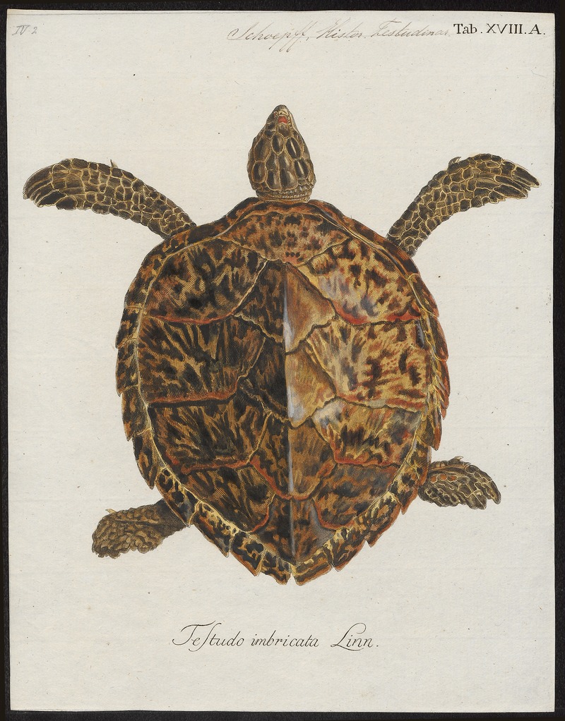 Testudo imbricata - 1700-1880 - Print - Iconographia Zoologica - Special Collections University of Amsterdam - UBA01 IZ11600241.jpg