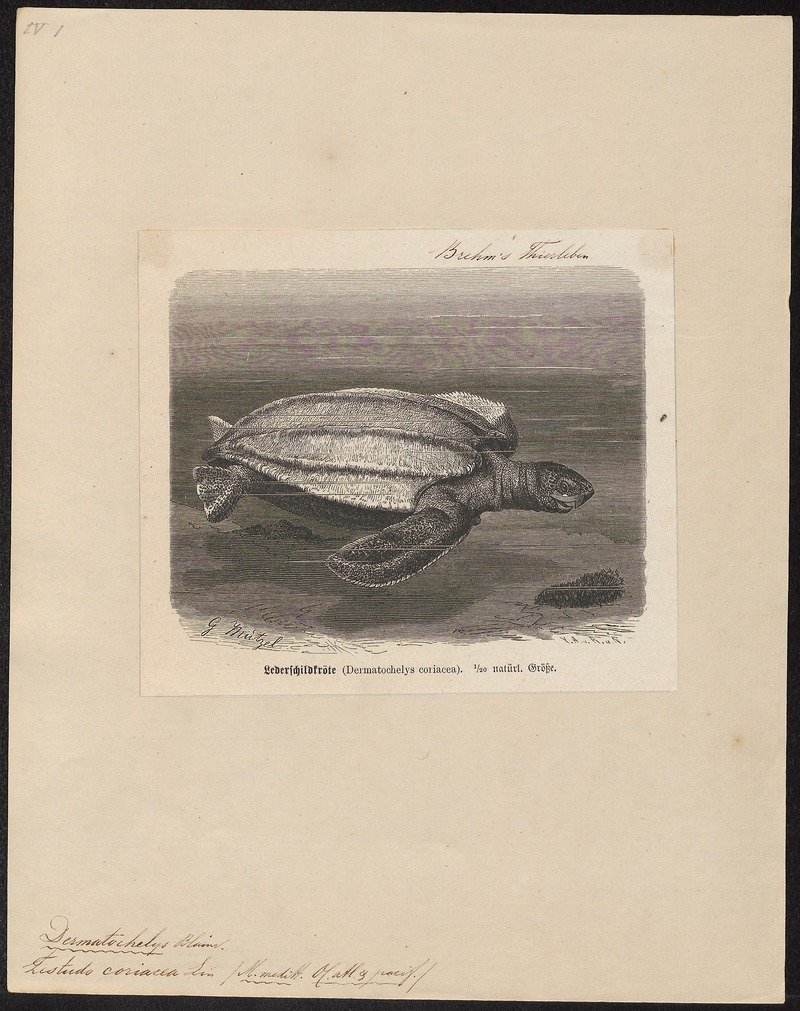 Testudo coriacea - 1700-1880 - Print - Iconographia Zoologica - Special Collections University of Amsterdam - UBA01 IZ11600239.jpg