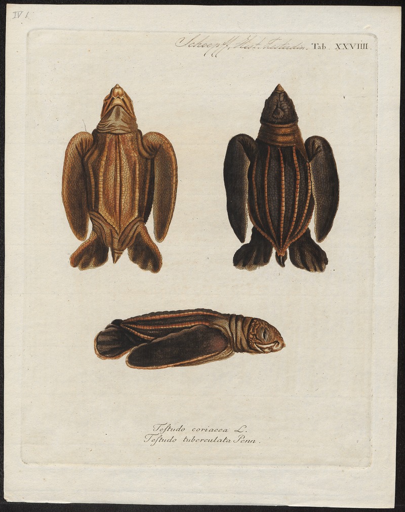 Testudo coriacea - 1700-1880 - Print - Iconographia Zoologica - Special Collections University of Amsterdam - UBA01 IZ11600233.jpg
