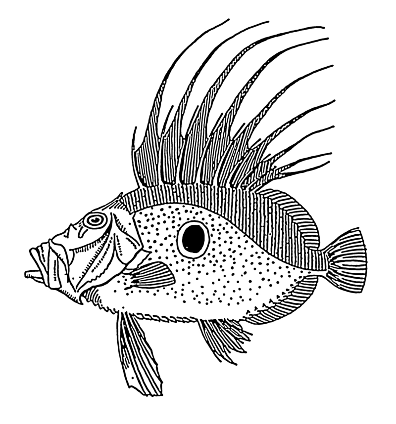 Dory - fish (PSF).png