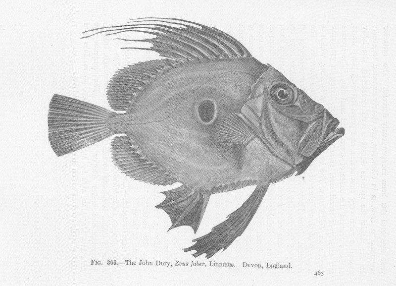 FMIB 51904 John Dory, Zeus faber, Linnaeus Devon, England.jpeg