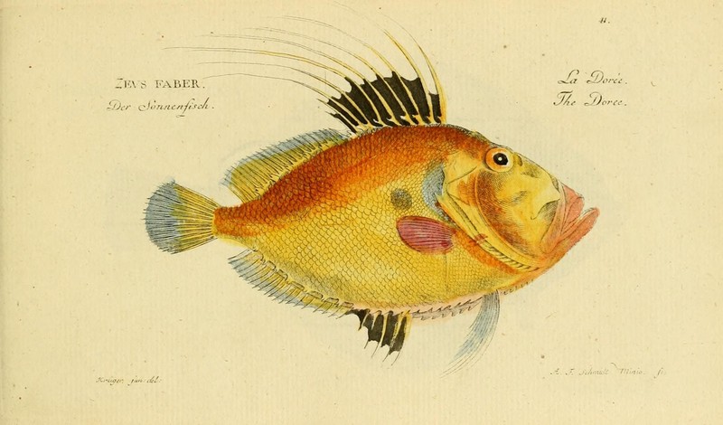 Ichthyologie; ou, Histoire naturelle des poissons (Plate 41) (7064412805).jpg