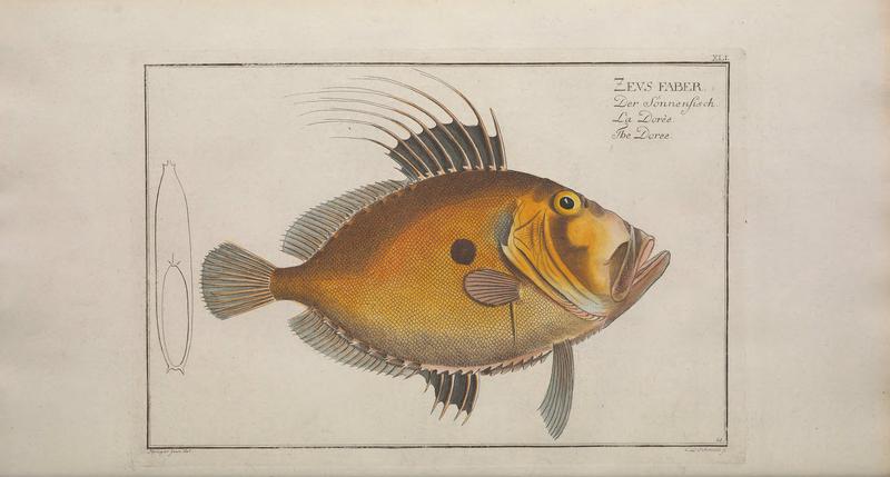 Ichtyologie, ou, Histoire naturelle, générale et particulière des poissons (Pl. XLI) BHL47760718.jpg