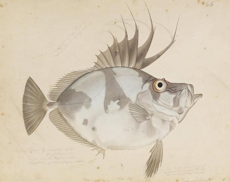 Naturalis Biodiversity Center - RMNH.ART.619 - Zeus japonicus Valenciennes - Kawahara Keiga - 1823 - 1829 - Siebold Collection - pencil drawing - water colour.jpeg