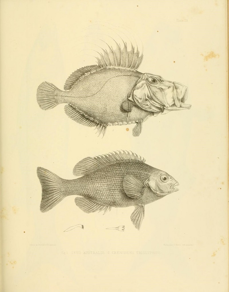 The zoology of the voyage of the H.M.S. Erebus and Terror (10327955525).jpg