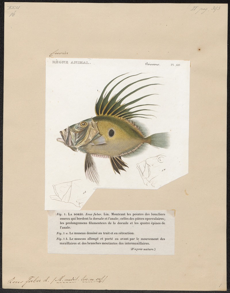 Zeus faber - 1700-1880 - Print - Iconographia Zoologica - Special Collections University of Amsterdam - UBA01 IZ13500274.jpg
