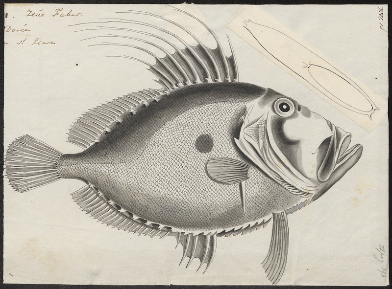 Zeus faber - 1700-1880 - Print - Iconographia Zoologica - Special Collections University of Amsterdam - UBA01 IZ13500276.jpg