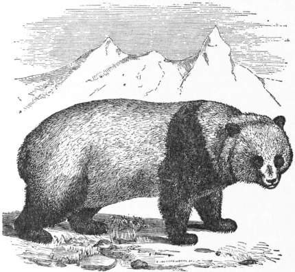 EB1911 Carnivora Fig. 6 - The Parti-coloured Bear, or Giant Panda.jpg