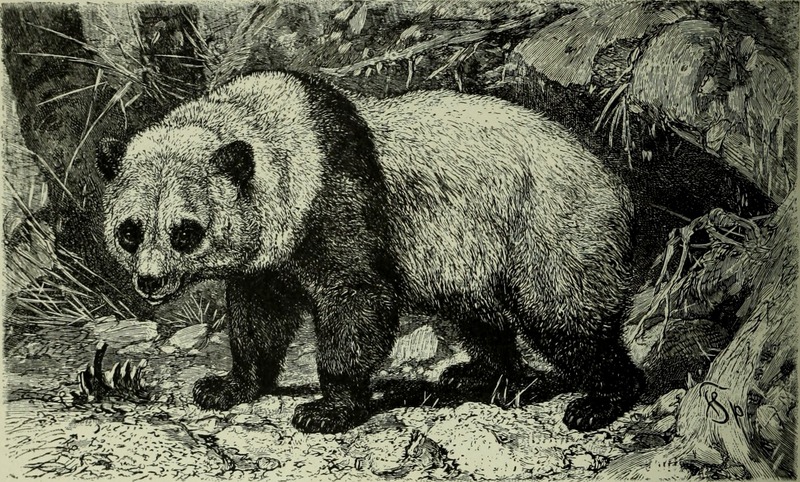 Brehm's Life of animals - a complete natural history for popular home instruction and for the use of schools. Mammalia (1896) (20225408478).jpg