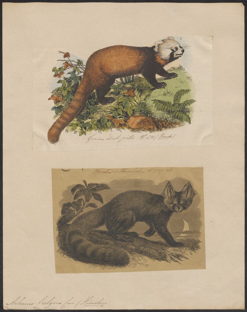 Ailurus fulgens - 1700-1880 - Print - Iconographia Zoologica - Special Collections University of Amsterdam - UBA01 IZ22600207.jpg