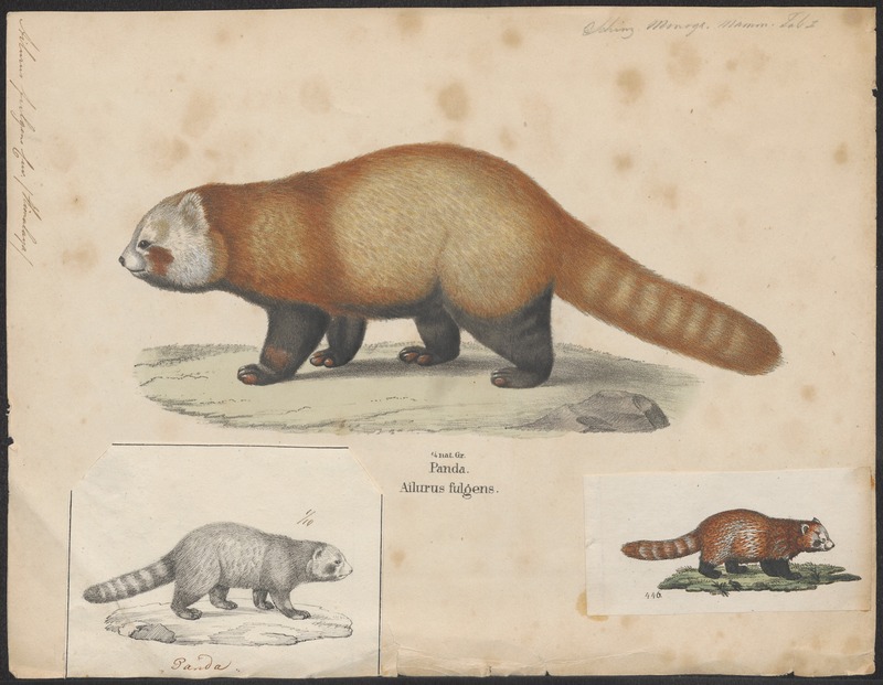 Ailurus fulgens - 1700-1880 - Print - Iconographia Zoologica - Special Collections University of Amsterdam - UBA01 IZ22600211.jpg
