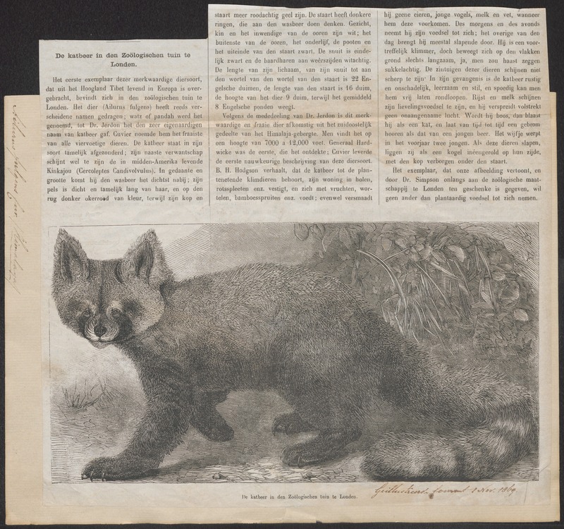 Ailurus fulgens - 1869 - Print - Iconographia Zoologica - Special Collections University of Amsterdam - UBA01 IZ22600209.jpg