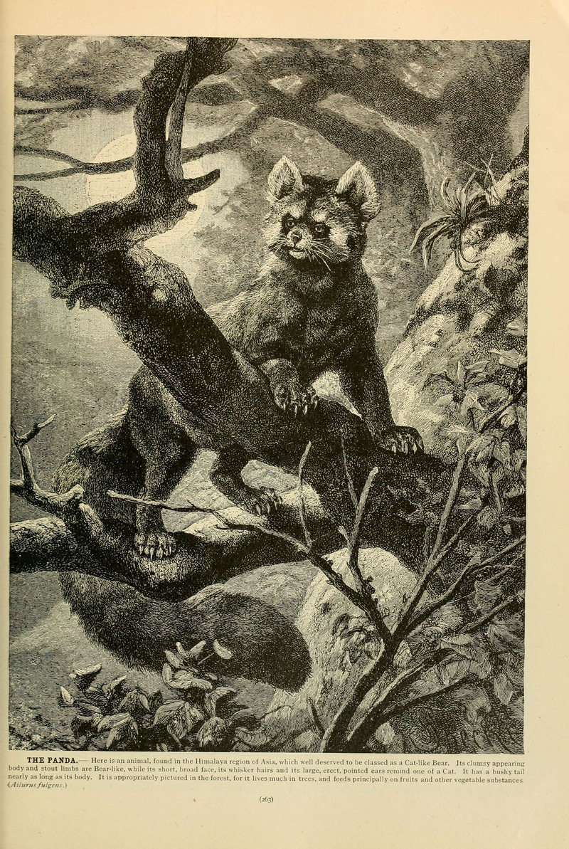 Brehm's Life of animals (Page 263) (6220164133).jpg