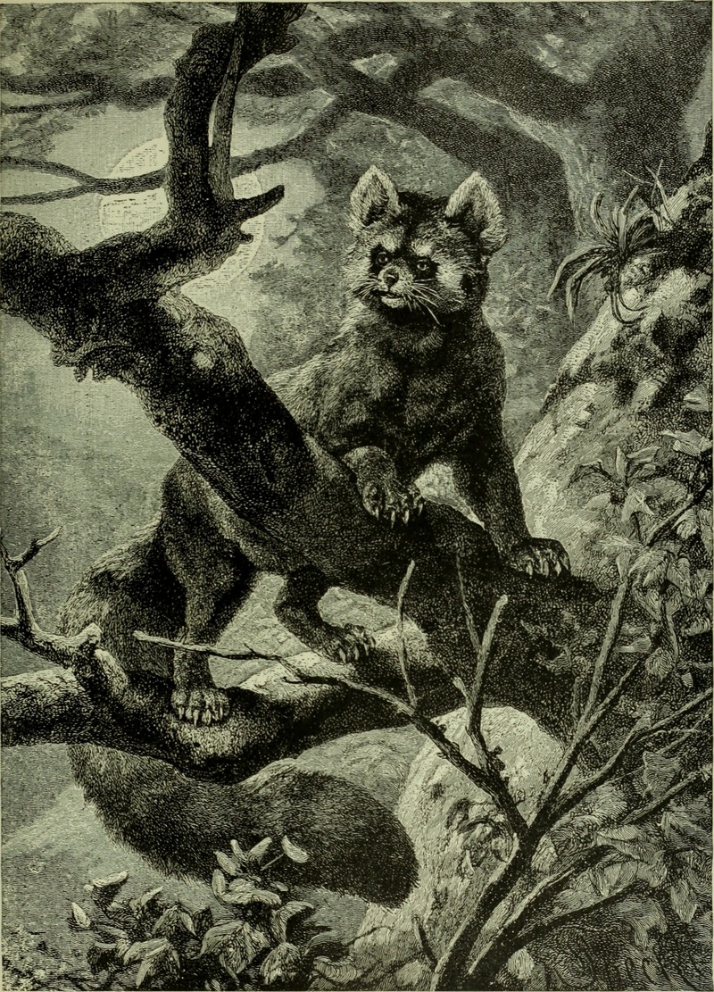 Brehm's Life of animals - a complete natural history for popular home instruction and for the use of schools. Mammalia (1896) (20419581551).jpg