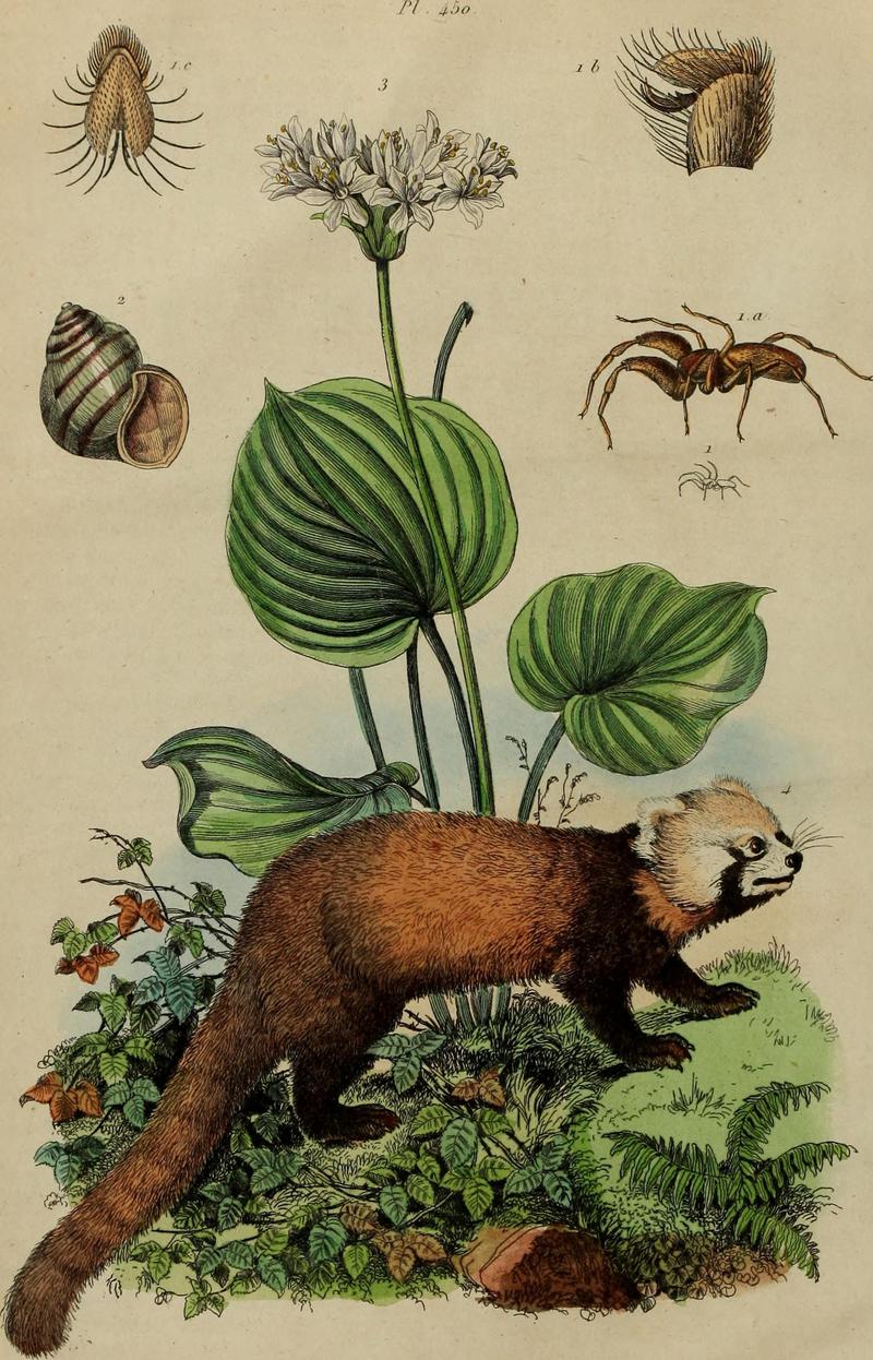 Dictionnaire pittoresque d'histoire naturelle et des phénomènes de la nature (1838) (14594363200).jpg