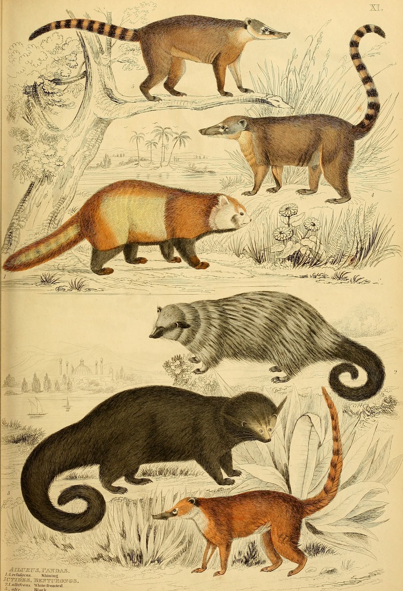 Edinburgh journal of natural history and of the physical sciences (1835) (21165524205).jpg