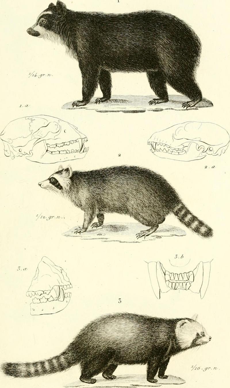 Iconographie du règne animal de G. Cuvier, ou, Représentation d'après nature de l'une des espèces les plus et souvent non encore figurées de chaque genre d'animaux - avec un texte descriptif mis au (14598370829).jpg
