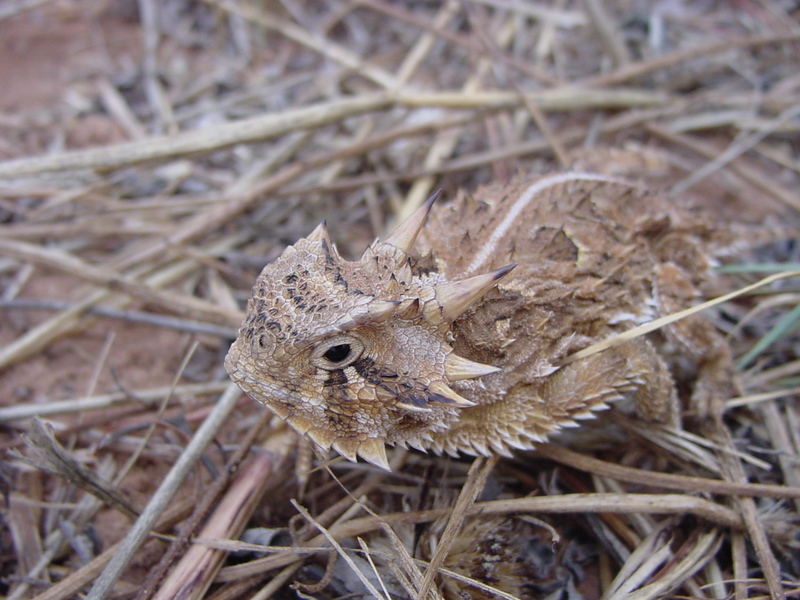 Texas.Horned.Lizard - Texas horned lizard (Phrynosoma cornutum).jpg