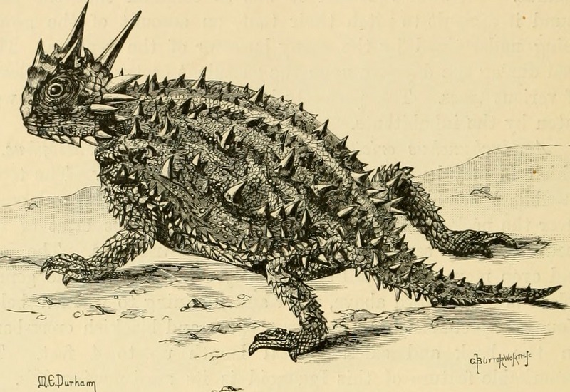 Amphibia and reptiles (1901) (17543221644).jpg