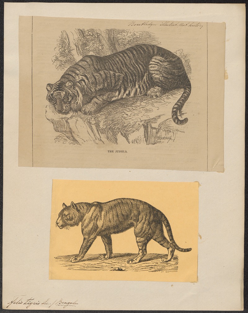 Felis tigris - 1700-1880 - Print - Iconographia Zoologica - Special Collections University of Amsterdam - UBA01 IZ22100087.jpg