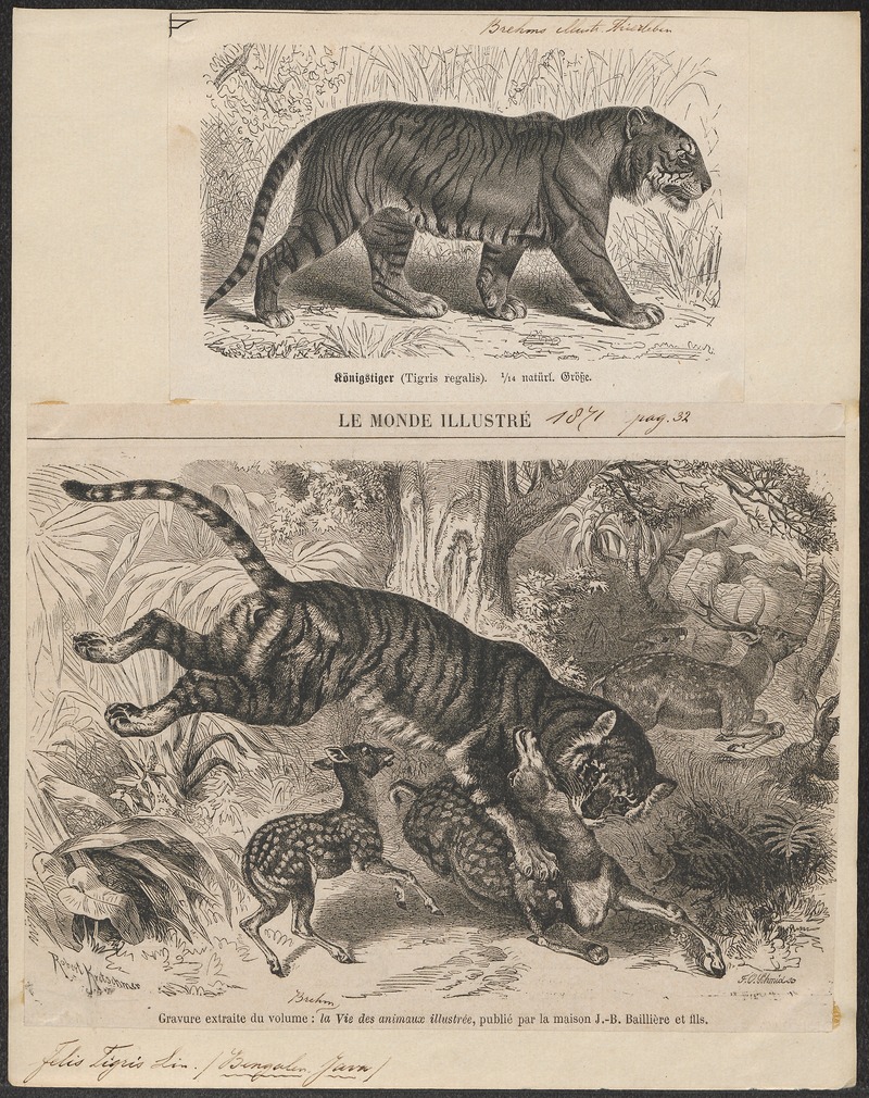 Felis tigris - 1700-1880 - Print - Iconographia Zoologica - Special Collections University of Amsterdam - UBA01 IZ22100089.jpg