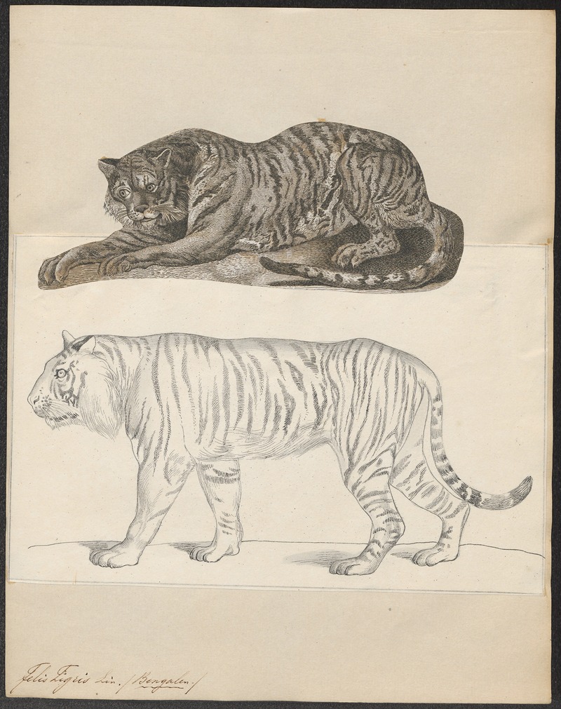 Felis tigris - 1700-1880 - Print - Iconographia Zoologica - Special Collections University of Amsterdam - UBA01 IZ22100097.jpg