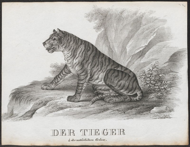 Felis tigris - 1700-1880 - Print - Iconographia Zoologica - Special Collections University of Amsterdam - UBA01 IZ22100099.jpg