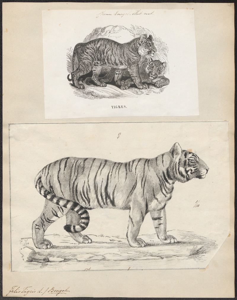 Felis tigris - 1700-1880 - Print - Iconographia Zoologica - Special Collections University of Amsterdam - UBA01 IZ22100101.jpg
