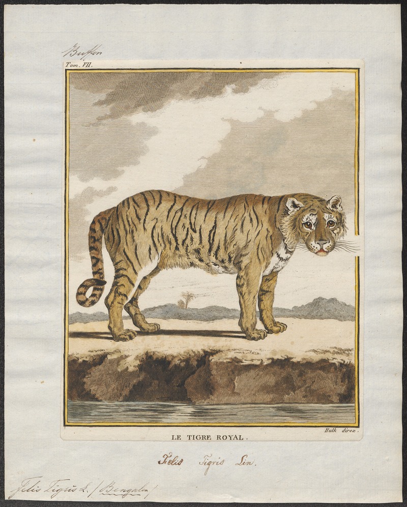 Felis tigris - 1700-1880 - Print - Iconographia Zoologica - Special Collections University of Amsterdam - UBA01 IZ22100103.jpg