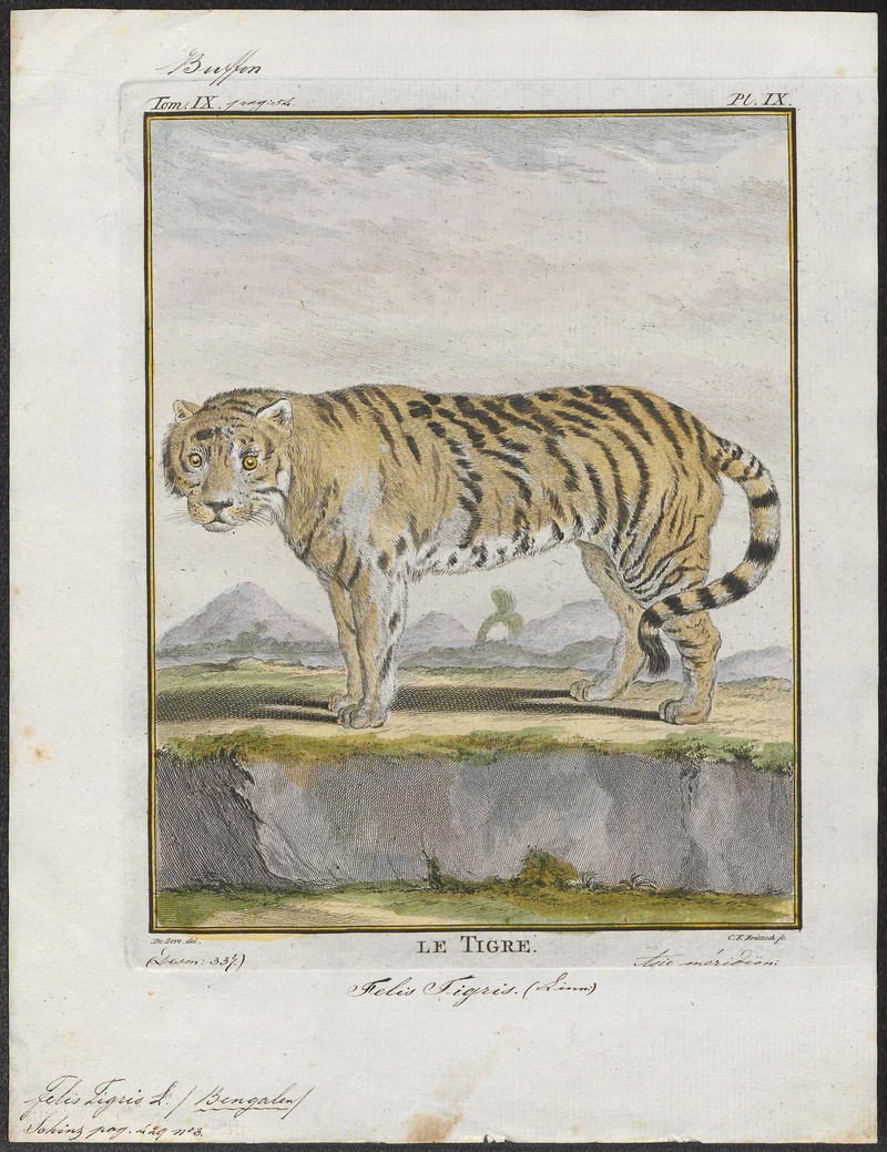 Felis tigris - 1700-1880 - Print - Iconographia Zoologica - Special Collections University of Amsterdam - UBA01 IZ22100105.jpg