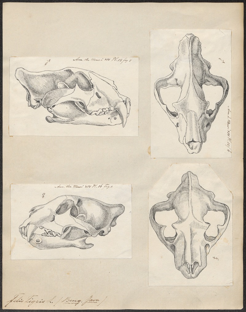 Felis tigris - 1700-1880 - Print - Iconographia Zoologica - Special Collections University of Amsterdam - UBA01 IZ22100109.jpg