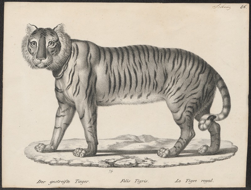 Felis tigris - 1809-1845 - Print - Iconographia Zoologica - Special Collections University of Amsterdam - UBA01 IZ22100095.jpg