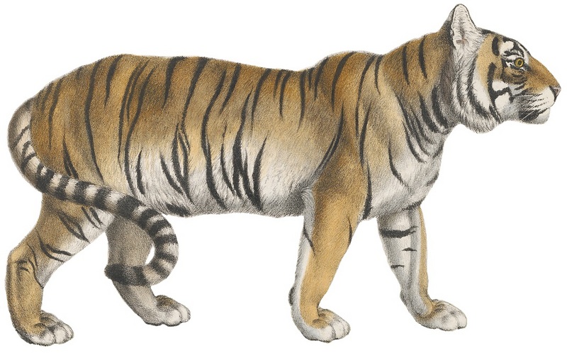 Felis tigris - 1818-1842 - Print - Iconographia Zoologica - Special Collections University of Amsterdam -(white background).jpg