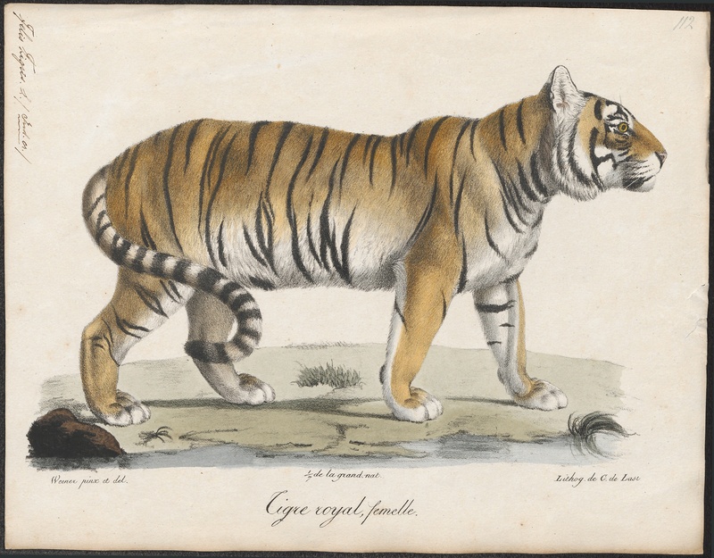 Felis tigris - 1818-1842 - Print - Iconographia Zoologica - Special Collections University of Amsterdam - UBA01 IZ22100083.jpg