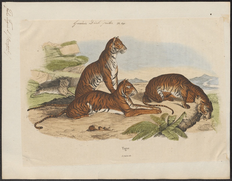 Felis tigris - 1833-1839 - Print - Iconographia Zoologica - Special Collections University of Amsterdam - UBA01 IZ22100081.jpg