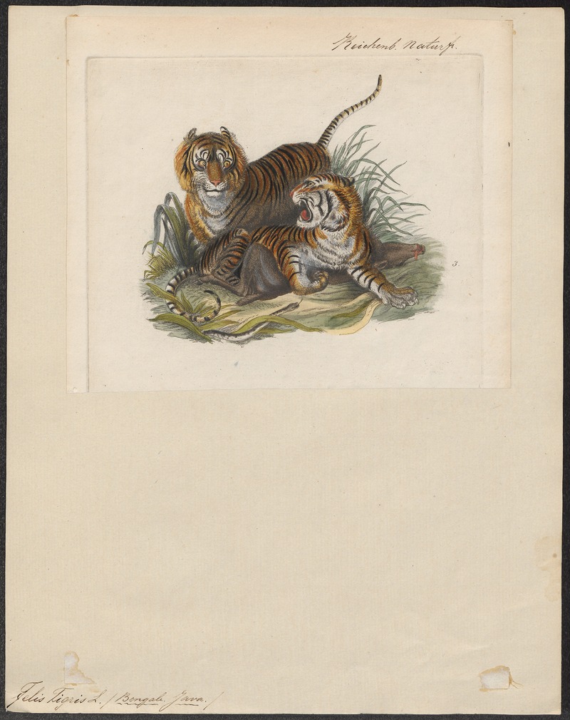 Felis tigris - 1834 - Print - Iconographia Zoologica - Special Collections University of Amsterdam - UBA01 IZ22100079.jpg