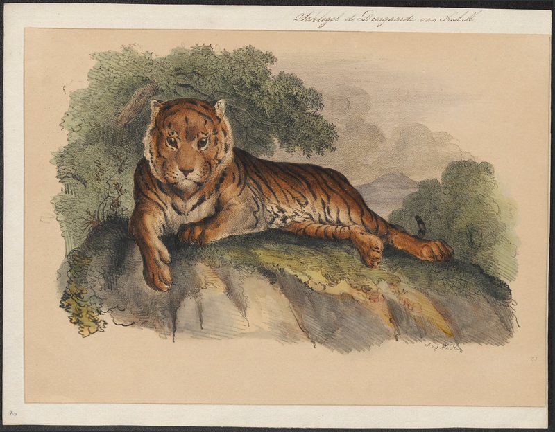 Felis tigris - 1842-1849 - Print - Iconographia Zoologica - Special Collections University of Amsterdam - UBA01 IZ22100075.jpg