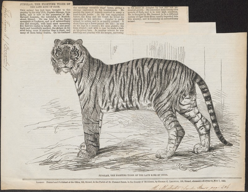 Felis tigris - 1859 - Print - Iconographia Zoologica - Special Collections University of Amsterdam - UBA01 IZ22100085.jpg