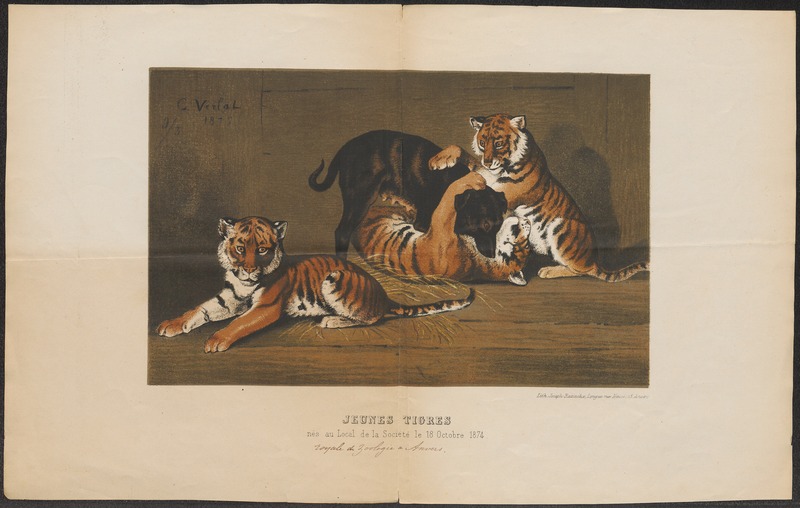 Felis tigris - 1875 - Print - Iconographia Zoologica - Special Collections University of Amsterdam - UBA01 IZ22100093.jpg