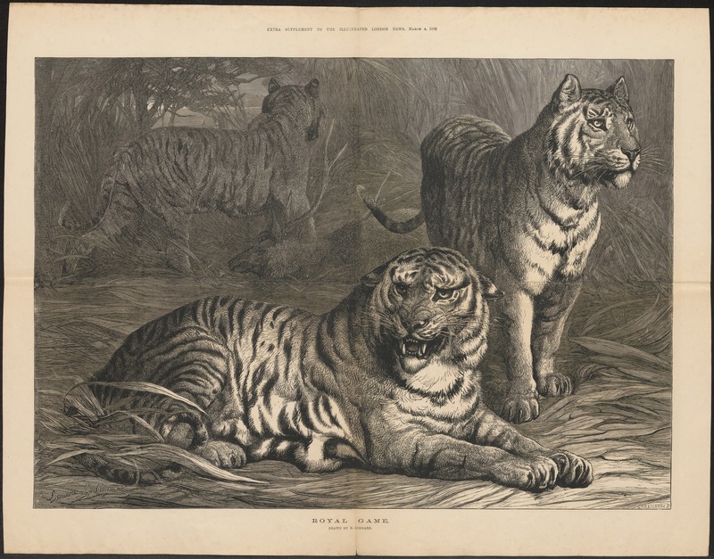 Felis tigris - 1876 - Print - Iconographia Zoologica - Special Collections University of Amsterdam - UBA01 IZ22100091.jpg