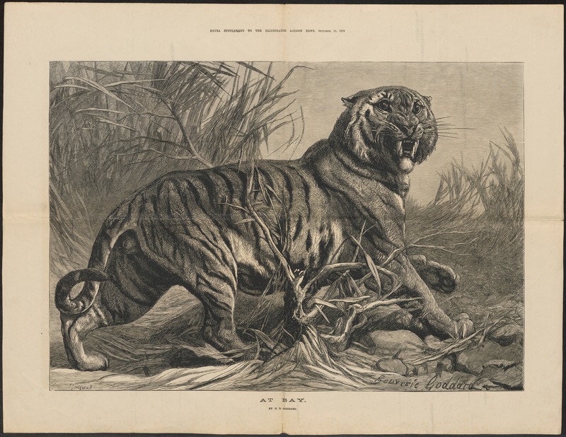 Felis tigris - 1879 - Print - Iconographia Zoologica - Special Collections University of Amsterdam - UBA01 IZ22100071.jpg