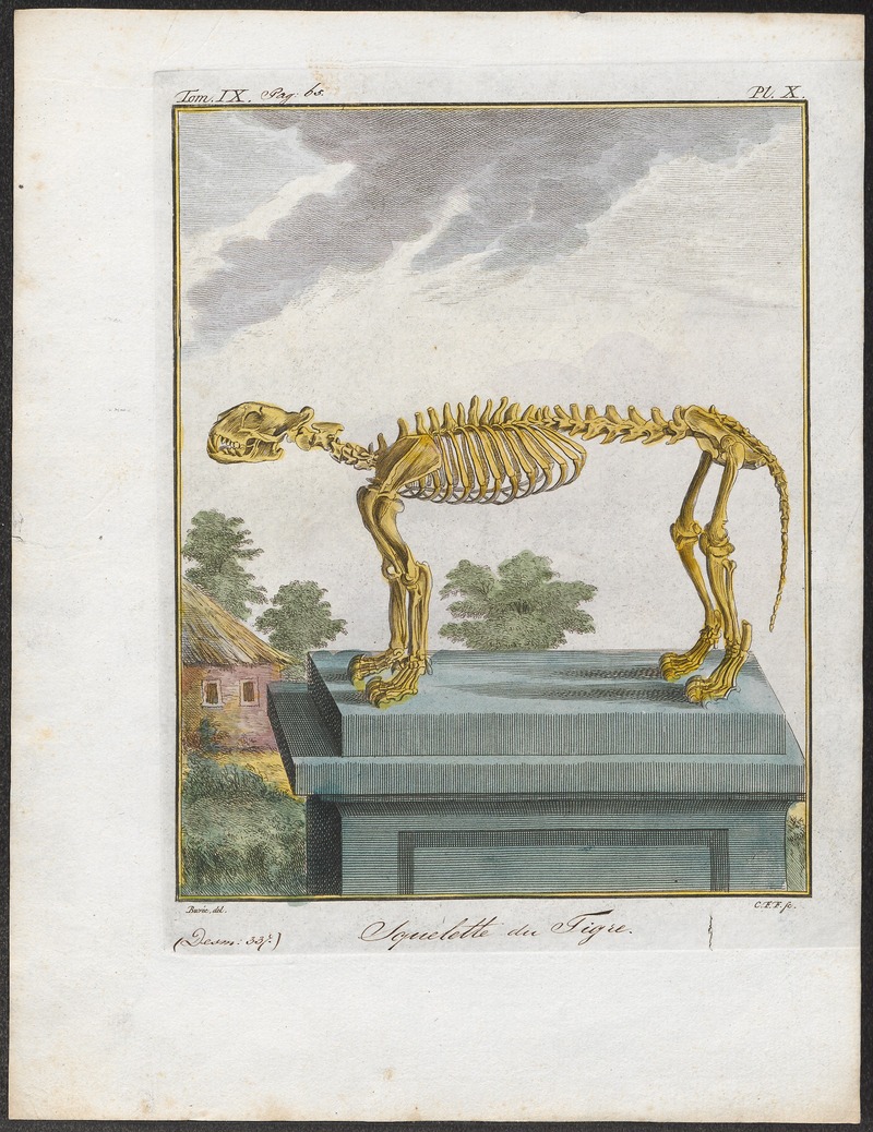 Felis tigris - skelet - 1700-1880 - Print - Iconographia Zoologica - Special Collections University of Amsterdam - UBA01 IZ22100107.jpg