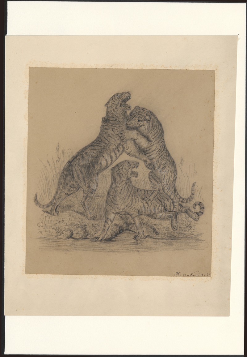 Panthera tigris - 1700-1880 - Print - Iconographia Zoologica - Special Collections University of Amsterdam - UBA01 IZA1000585.jpg